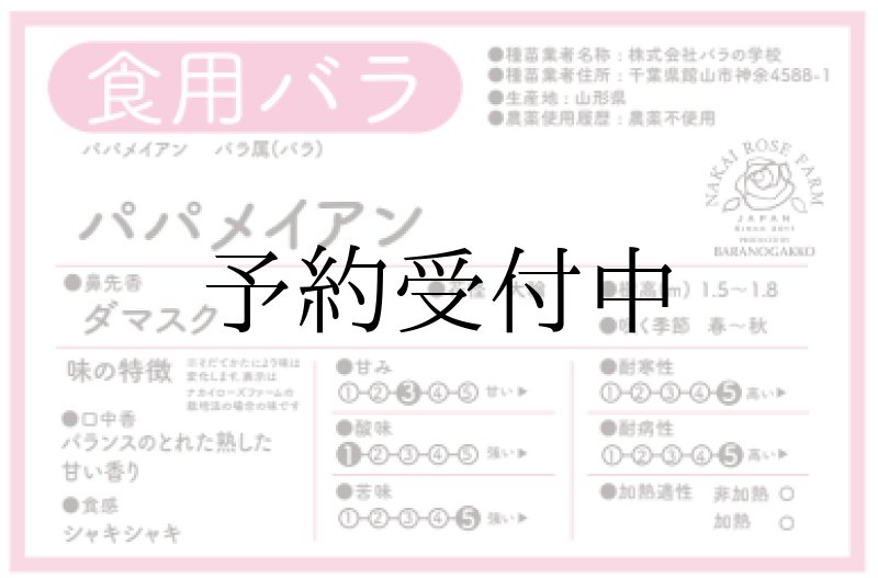 画像2: 食用バラ苗「パパ・メイアン」農薬不使用・濃ダークレッドの大輪ダマスク香★ (2)