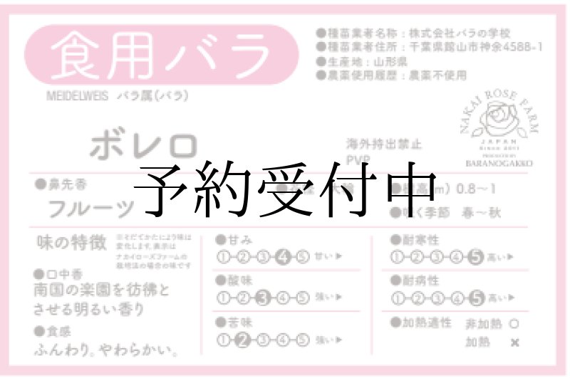 画像2: 食用バラ苗「ボレロ」農薬不使用で育てる大輪純白のバラ　強フルーツ香★ (2)
