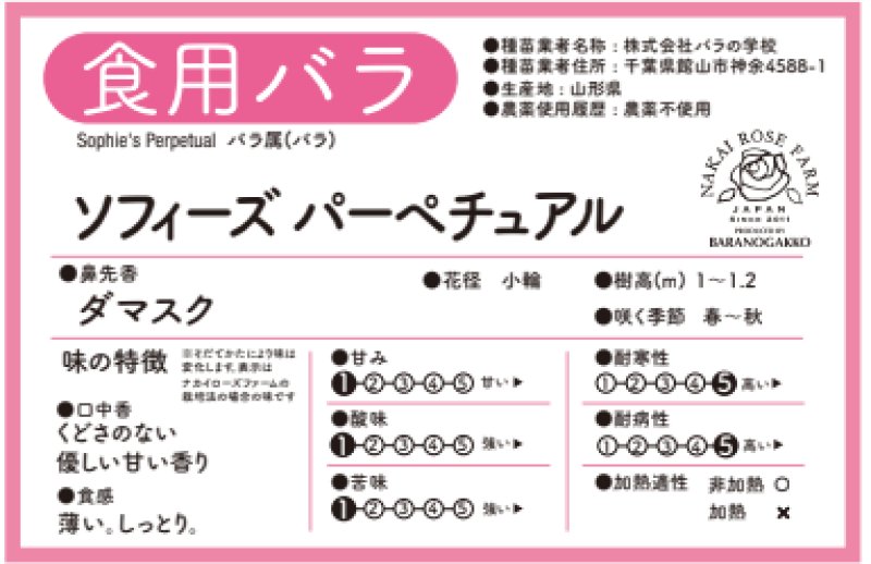 画像2: 食用バラ苗「ソフィーズパーペチュアル」｜淡いピンク・四季咲き・強香【農薬不使用】★ (2)