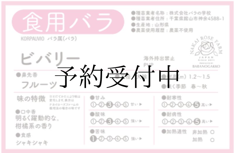 画像2: 食用バラ苗「ビバリー」農薬不使用・濃ピンク＆甘酸っぱいフルーツ香の大輪品種★ (2)