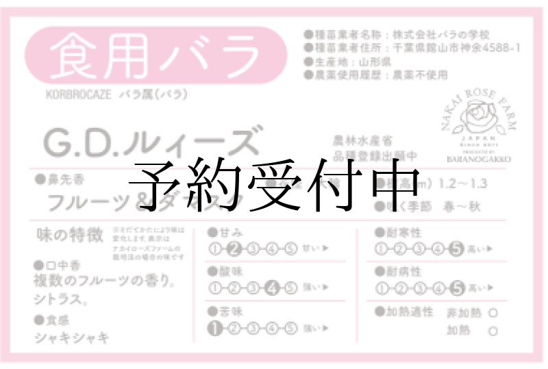 画像2: 食用バラ苗「G.D.ルイーズ(グランド ダッチェス ルイーズ)」|超大輪甘いダマスク香の農薬不使用【送料無料・四季咲き】★ (2)
