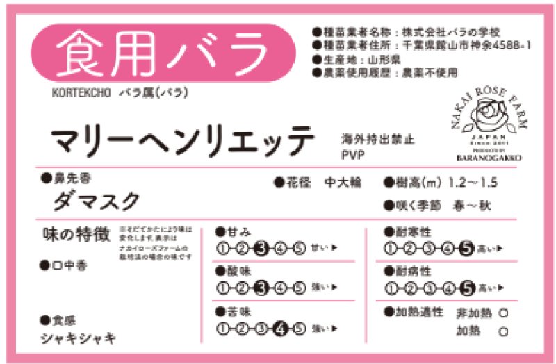 画像2: 食用バラ苗「マリーヘンリエッテ」農薬不使用・大輪ピンクと変化する香りのツルバラ★ (2)