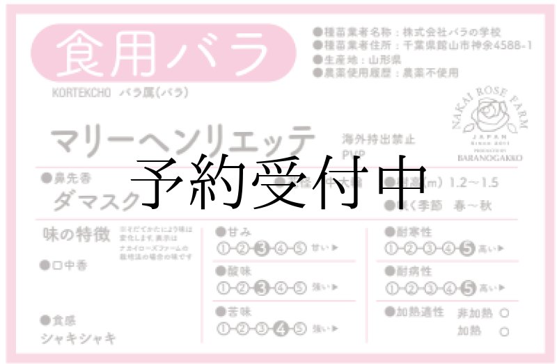 画像2: 食用バラ苗「マリーヘンリエッテ」農薬不使用・大輪ピンクと変化する香りのツルバラ★ (2)