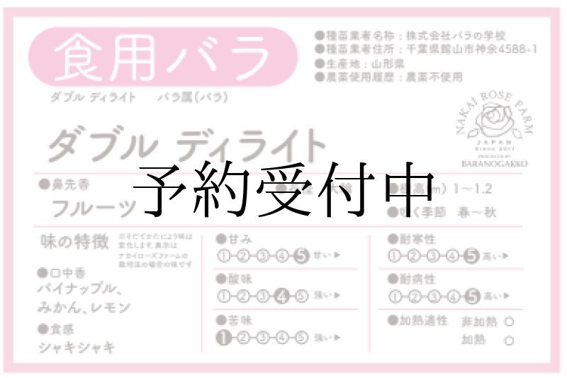 画像4: 食用バラ苗「ダブルデライト」農薬不使用・クリーム×赤グラデーションと深ダマスク香の大輪バラ★ (4)