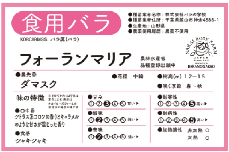 画像2: 食用バラ苗「フォーランマリア」｜農薬不使用・大輪80〜100枚のフルーツ香★ (2)
