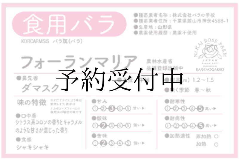 画像2: 食用バラ苗「フォーランマリア」|農薬不使用・大輪80〜100枚のフルーツ香★ (2)