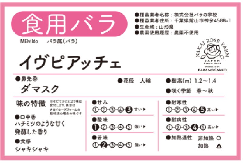 画像2: 食用バラ苗「イブピアッチェ」農薬不使用・濃ピンク中輪のダマスクローズ★ (2)