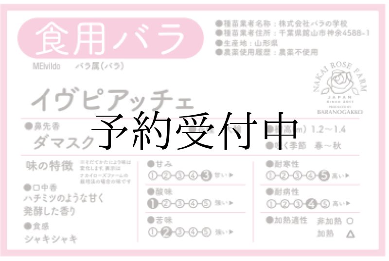 画像2: 食用バラ苗「イブピアッチェ」農薬不使用・濃ピンク中輪のダマスクローズ★ (2)