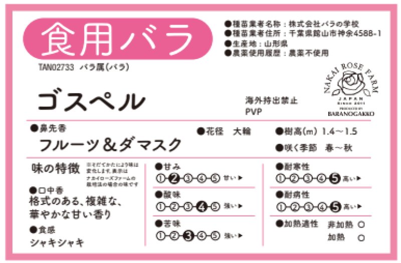画像2: 食用バラ苗「ゴスペル」農薬不使用・超大輪濃ピンク＆ダマスク香のスパイシーな香り★ (2)
