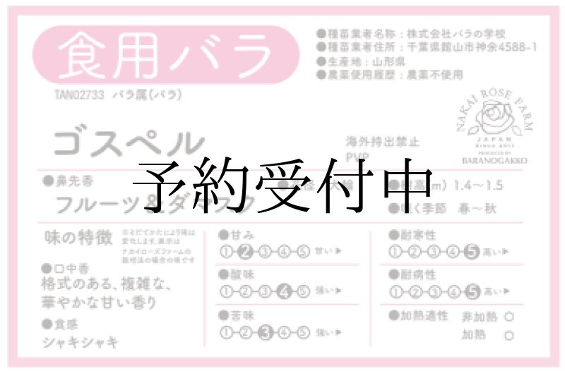 画像2: 食用バラ苗「ゴスペル」農薬不使用・超大輪濃ピンク＆ダマスク香のスパイシーな香り★ (2)