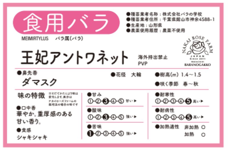 画像2: 食用バラ苗「王妃アントワネット」農薬不使用・濃マゼンタの超大輪で紅茶香が魅せる四季咲き品種★ (2)