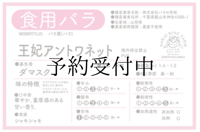 画像2: 食用バラ苗「王妃アントワネット」農薬不使用・濃マゼンタの超大輪で紅茶香が魅せる四季咲き品種★ (2)
