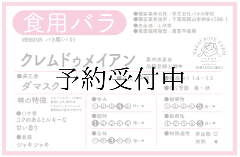 画像2: 食用バラ苗「クレム ドゥ メイアン」｜超大輪甘いダマスク香の農薬不使用【送料無料・四季咲き】★ (2)
