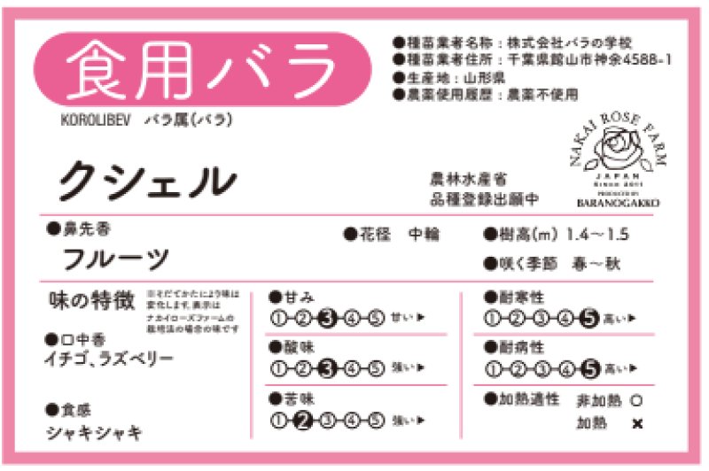 画像2: 食用バラ苗「クシェル」｜中輪7cm・50-60枚花びら・強いフルーツ香【送料無料・四季咲き】★ (2)