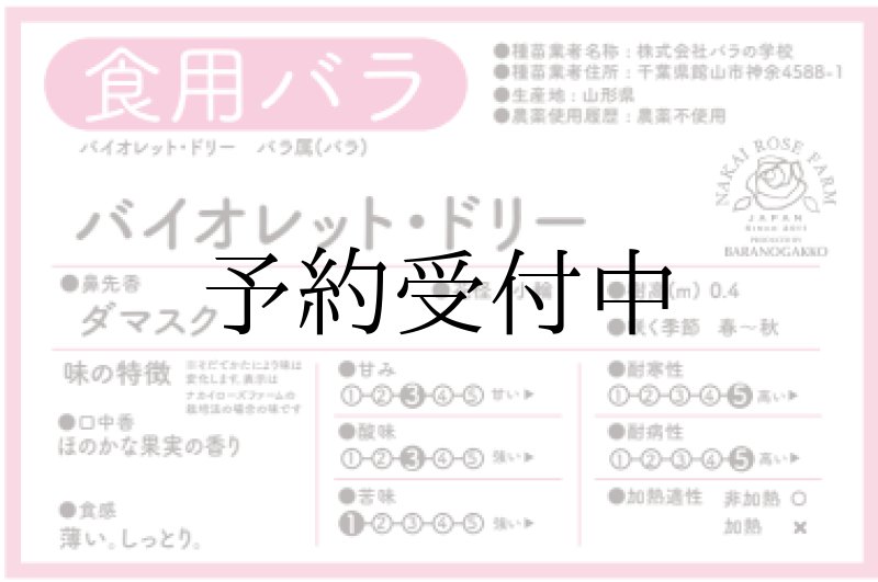 画像2: 食用バラ苗「バイオレットドリー」｜ラベンダー色・強香・日持ちの良い小輪【農薬不使用】★ (2)