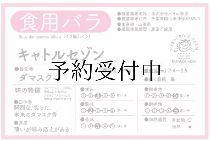 画像2: 食用バラ苗「キャトルセゾン」|ローズオイル用・ピンク・四季咲き・強香【農薬不使用】★ (2)