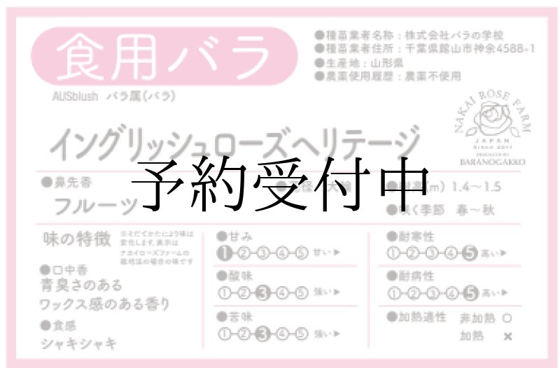 画像2: 食用バラ苗「イングリッシュローズ ヘリテージ」｜淡いピンク・強いフルーツ香【農薬不使用】★ (2)