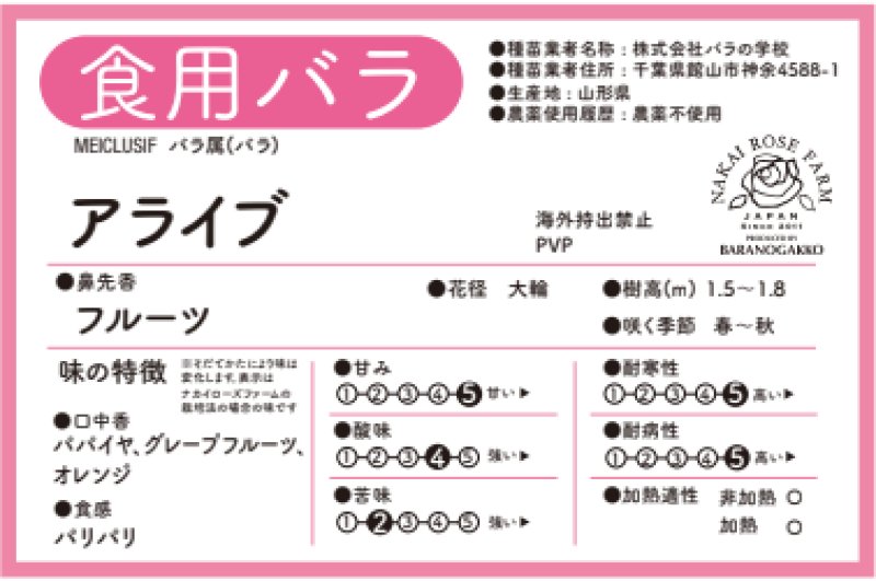 画像3: アライブ【苗】食べれる薔薇　超大輪・濃ピンク色・ダマスクローズ　送料無料　農林水産省登録品種 PVP【発送地 山形】 (3)