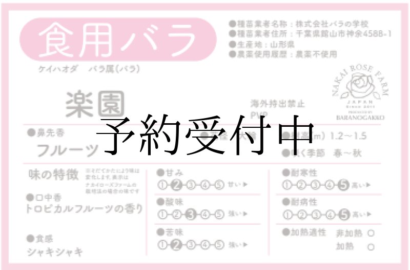 画像2: 食用バラ苗「楽園」農薬不使用・オレンジ大輪と強フルーツ香の逸品★ (2)