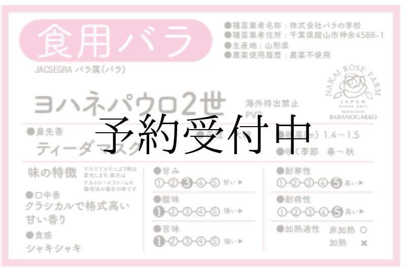 画像2: 食用バラ苗「ヨハネパウロ２世」農薬不使用・純白大輪で香り豊かな四季咲きの白薔薇 (2)
