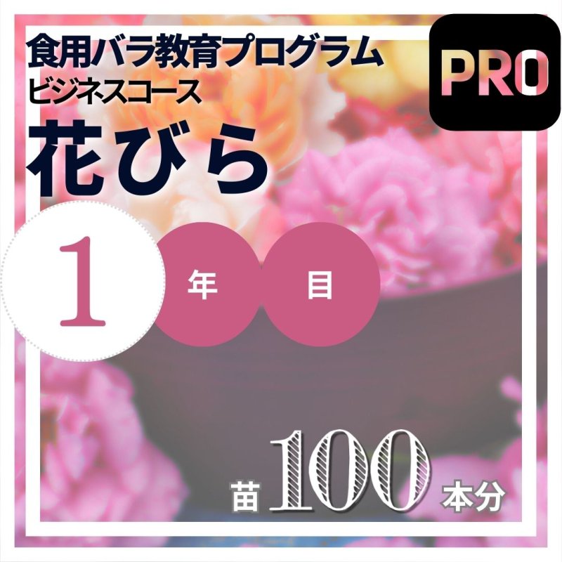画像1: 苗100本【食用バラビジネスコース】食用バラ教育プログラム【発送地 山形】【エディブルローズ農家育成No.1】 (1)