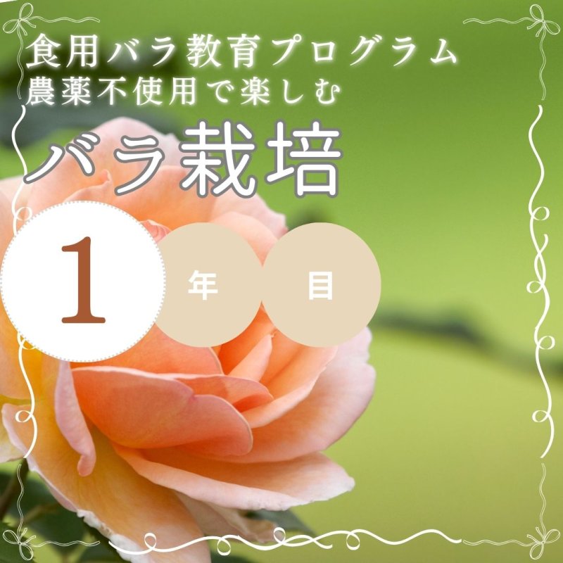 画像1: 《趣味》【農薬不使用で楽しむバラ栽培】初年度 (1)