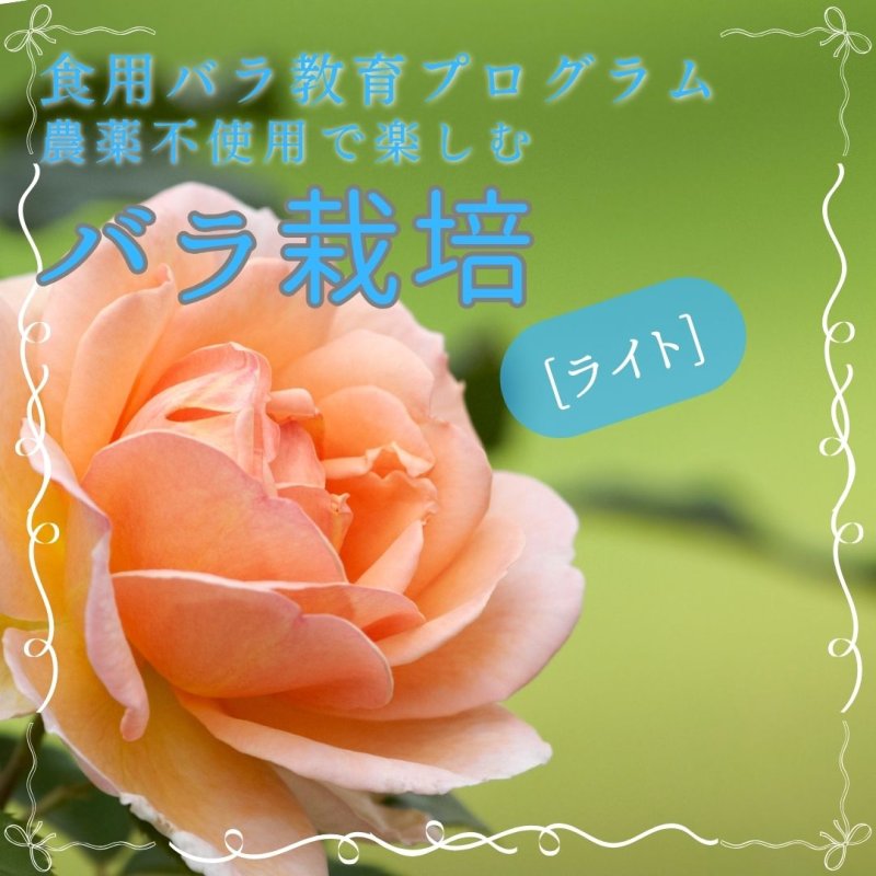 画像1: 《趣味》【農薬不使用で楽しむバラ栽培[ライト]】食用バラ教育プログラム【発送地 山形】エディブルローズ農家育成ならナカイローズファーム (1)