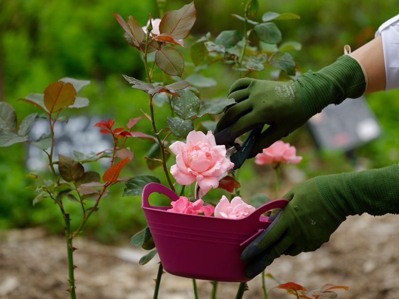 バラのそだてかたならナカイローズファーム 食用バラ専門農家が薔薇の育て方をレクチャーします
