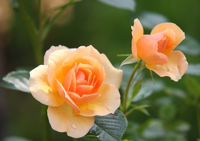 人気の花であるバラの品種がどのくらいあるの？