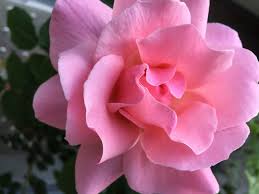 クイーンエリザベス バラ苗 鉢苗 無農薬食用ローズナカイローズファーム食べられる薔薇 3株まで同梱可 クイーンエリザベス バラ苗 鉢苗 無農薬食用ローズナカイローズファーム食べられる薔薇 3株まで同梱可