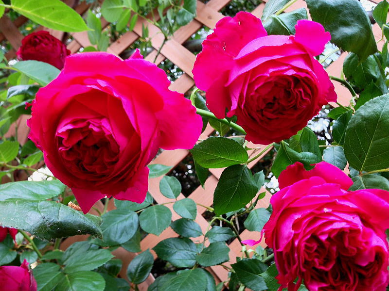 ルージュピエールドロンサール つるバラ中輪の食用バラ苗 長尺苗 無農薬食用ローズnakai Rose Farm食べられる薔薇 送料無料