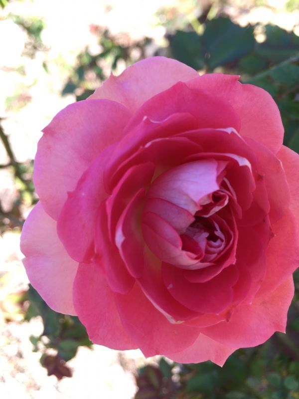 るる たくさん咲く 中輪の食用バラ苗 無農薬食用ローズnakai Rose Farm食べられる薔薇 送料無料