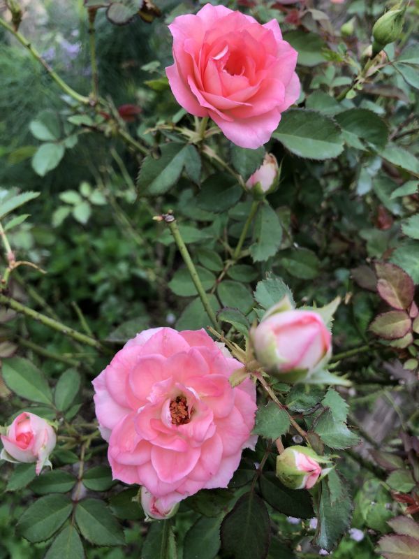 るる たくさん咲く 中輪の食用バラ苗 無農薬食用ローズnakai Rose Farm食べられる薔薇 送料無料