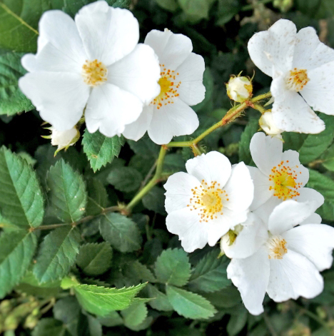 ノイバラ 食用バラ苗 無農薬食用ローズnakai Rose Farm食べられる薔薇 送料無料