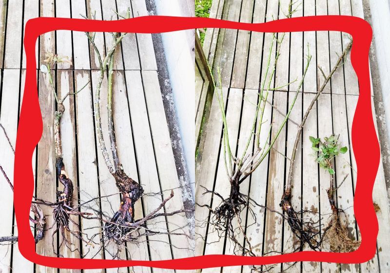 乙女心 エディブルローズ 無農薬栽培した食べられるバラ苗ナカイローズファーム食べるバラ