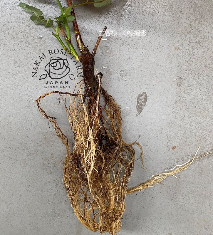ノイバラ 食用バラ苗 無農薬食用ローズナカイローズファーム食べられる薔薇 送料無料
