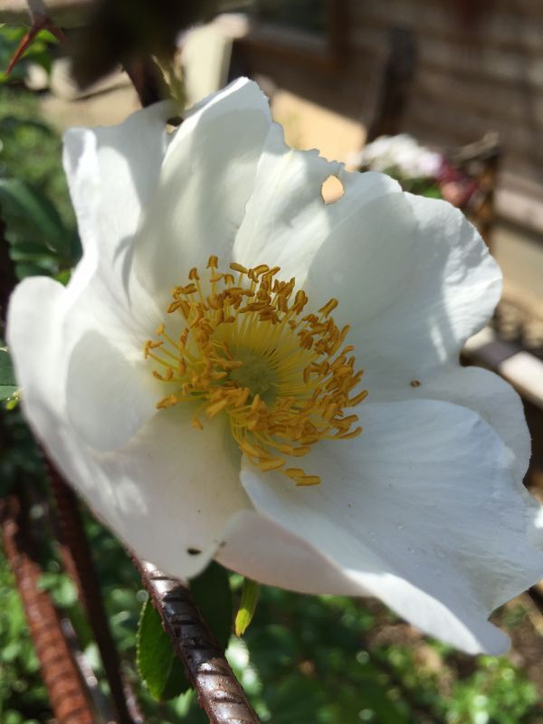 ナニワイバラ【食用薔薇ツルバラ幼い苗】食べられるバラ　食べる薔薇　送料無料