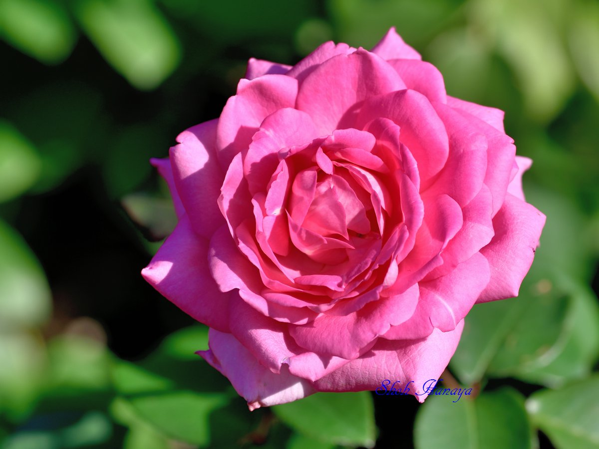 ビバリー【食用バラ　大苗/幼い苗】食べれる薔薇　超大輪・濃ピンク色・フルーツローズ　送料無料　農林水産省登録品種 PVP