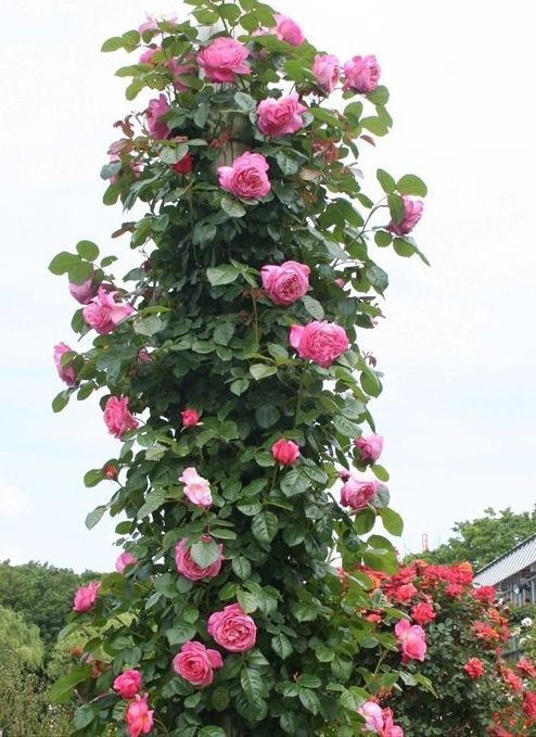 ケルナーフローラ食用花き 食べる薔薇 無農薬ナカイローズファーム食べられる薔薇 送料無料