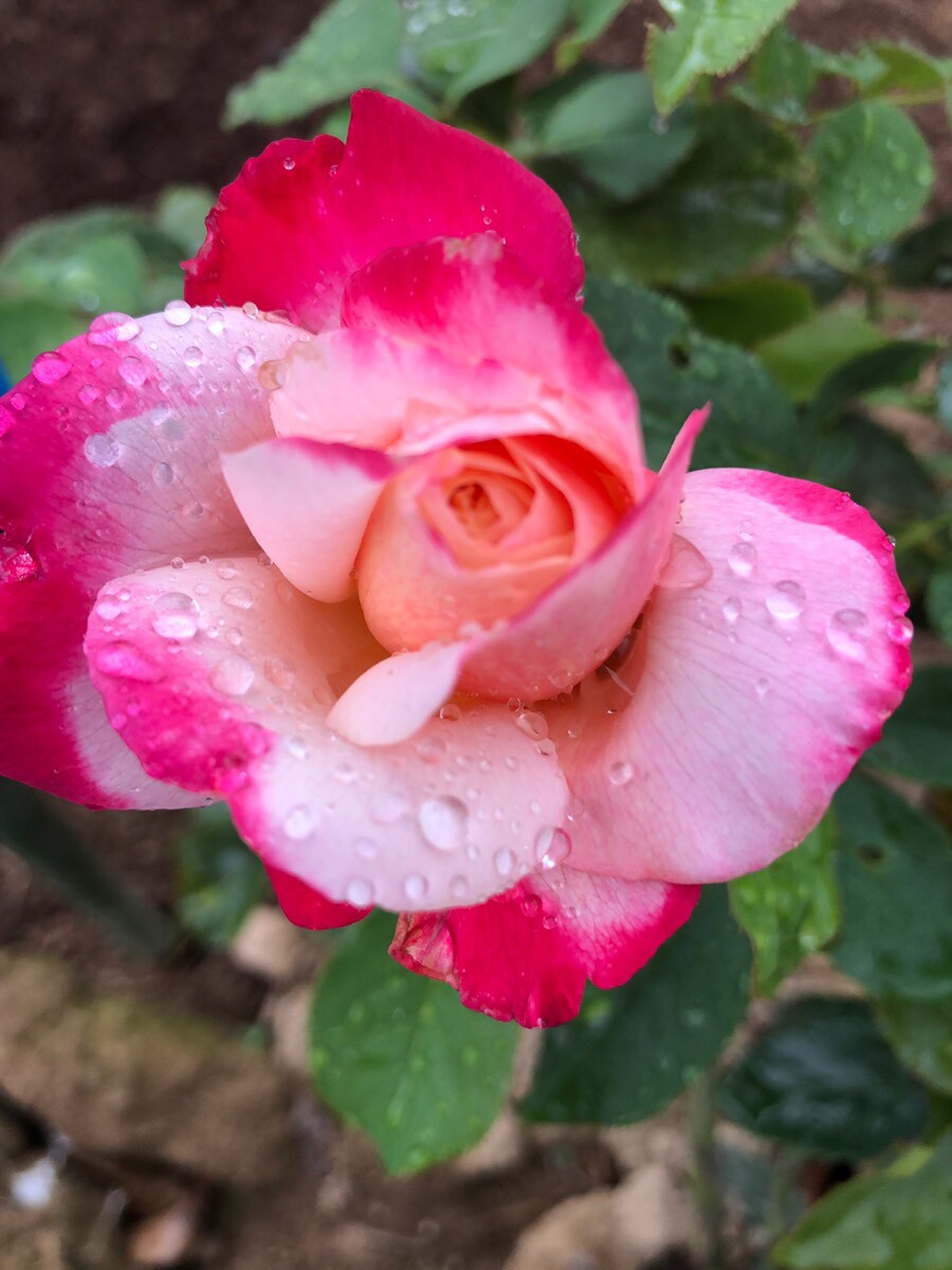 ダブルデライト【食用薔薇苗】食べられるバラ　食べる薔薇　送料無料