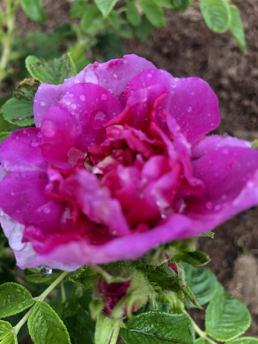 八重咲ハマナシ（ヤエハマナス）【送料無料】濃ピンク色　食べられるバラ　食べる薔薇