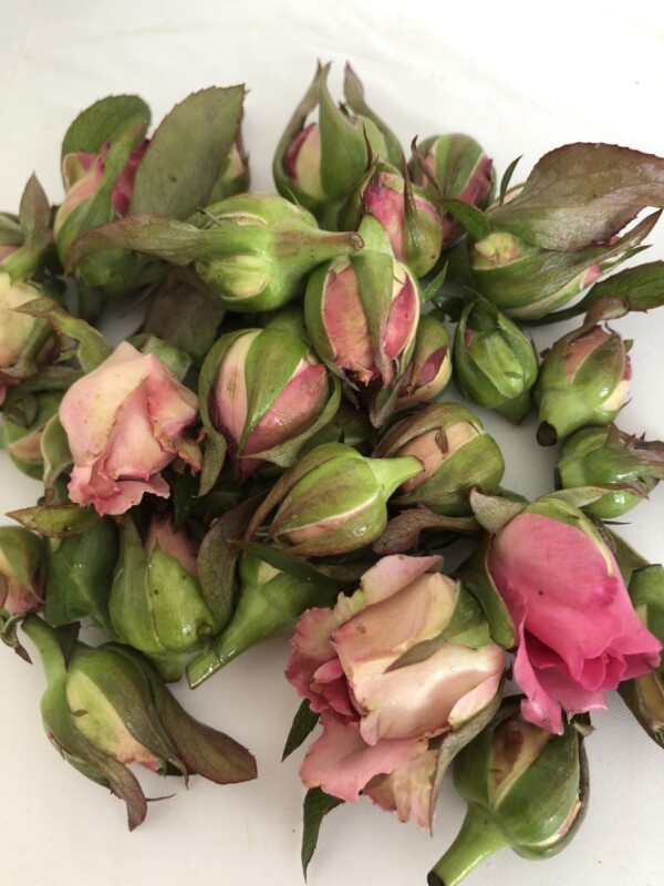 国産食用バラ つぼみ冷凍500g